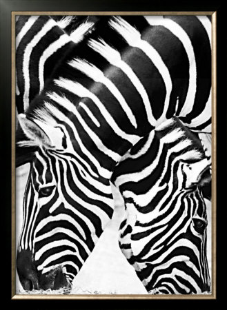 Two Zebras by Paolo Penuchetti Pricing Limited Edition Print image
