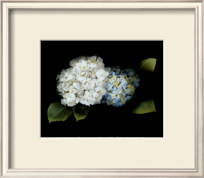 Hydrangea by Rosemarie Stanford Pricing Limited Edition Print image