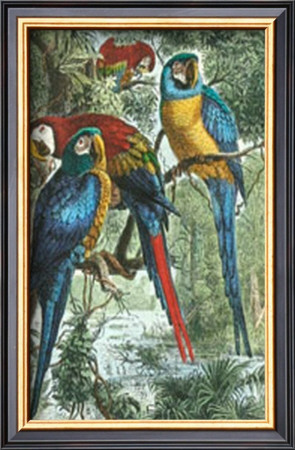 Tropical Birds Iii by Mutzel Pricing Limited Edition Print image