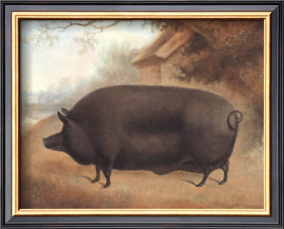 Bacon Hog by Emily Farmer Pricing Limited Edition Print image