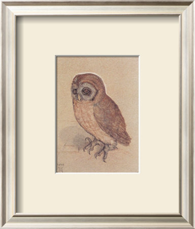 The Owlet by Albrecht Dürer Pricing Limited Edition Print image