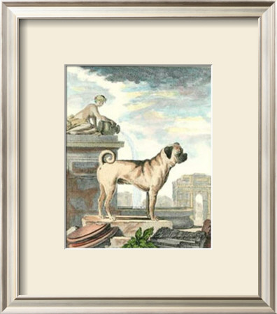 Pug Dog by Georges-Louis Buffon Pricing Limited Edition Print image