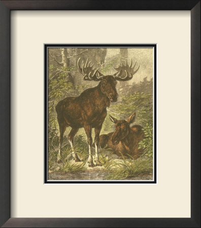 Small Moose by Friedrich Specht Pricing Limited Edition Print image