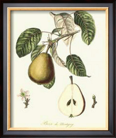 French Pear Study Iv by Francois Langlois Pricing Limited Edition Print image
