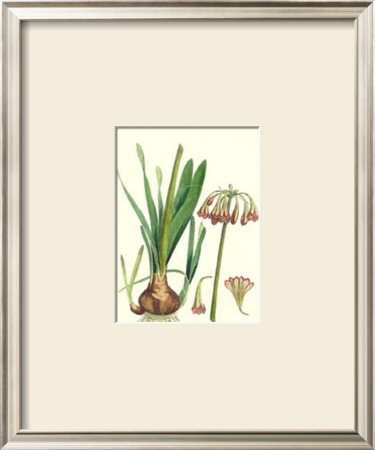 Amaryllis Umbella by Pierre-Joseph Redouté Pricing Limited Edition Print image