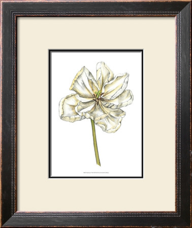 Tulip Beauty Ii by Jennifer Goldberger Pricing Limited Edition Print image