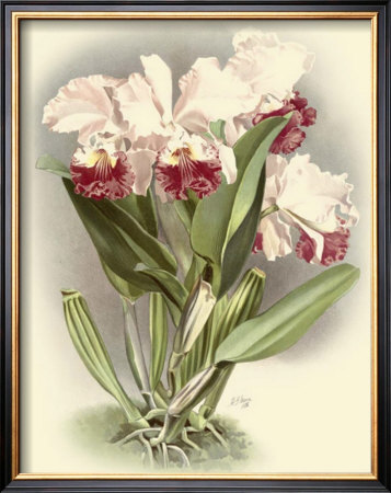 Dramatic Orchid Iv by H.G. Moon Pricing Limited Edition Print image