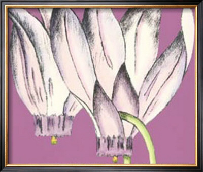 Cyclamen Ii by Nancy Slocum Pricing Limited Edition Print image