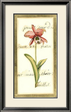 Transitional Orchid Ii by Deborah Bookman Pricing Limited Edition Print image