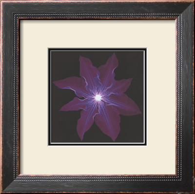 Clematis by Jim Wehtje Pricing Limited Edition Print image