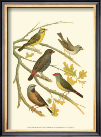 Canaries And Cage Birds Iii by Cassel Pricing Limited Edition Print image