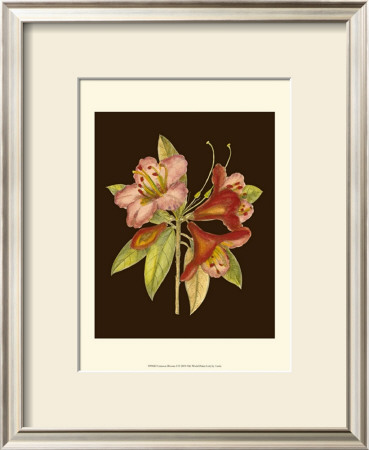 Crimson Blooms I by Samuel Curtis Pricing Limited Edition Print image
