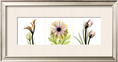 Pink Floral Iii by Albert Koetsier Pricing Limited Edition Print image