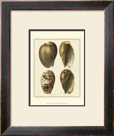 Crackled Antique Shells Ii by Denis Diderot Pricing Limited Edition Print image