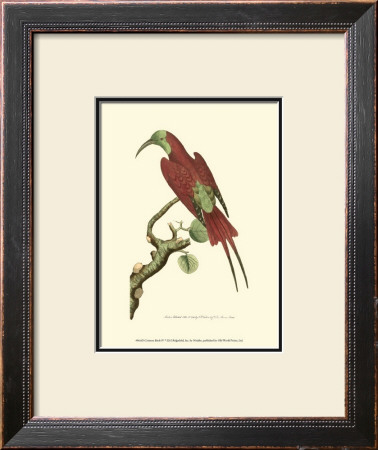 Crimson Birds Iv by Frederick P. Nodder Pricing Limited Edition Print image