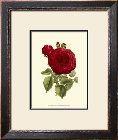 Magnificent Rose I by Ludwig Van Houtte Pricing Limited Edition Print image