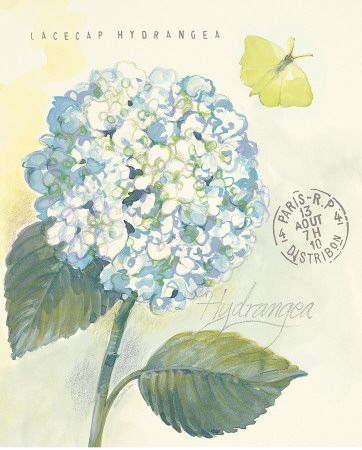 Claire's Garden Hydrangea by Elissa Della-Piana Pricing Limited Edition Print image