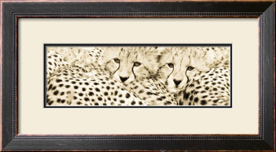 Cheetahama by Susann & Frank Parker Pricing Limited Edition Print image