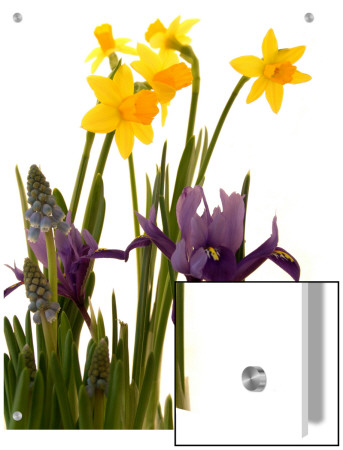 Spring Flowers: Daffodils, Iris And Muscari by A.K.A Pricing Limited Edition Print image