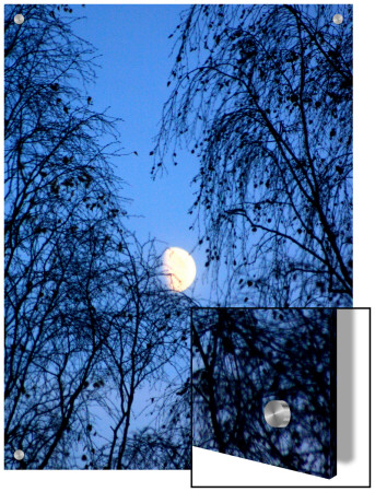 Moon Seen Through Trees by I.W. Pricing Limited Edition Print image