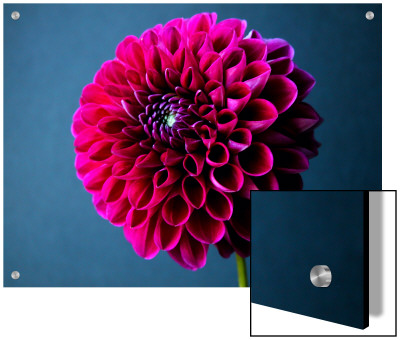 Still Life Of A Magenta Flower by I.W. Pricing Limited Edition Print image