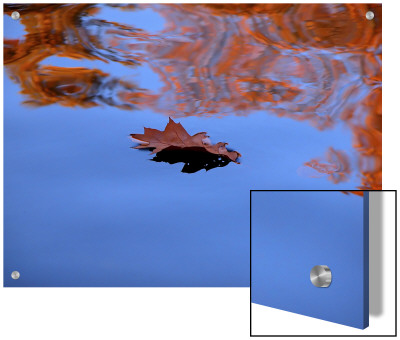 Oak Leaf Floating In Water by I.W. Pricing Limited Edition Print image