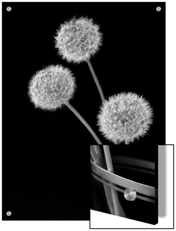 Three Dandelion In Glass by I.W. Pricing Limited Edition Print image
