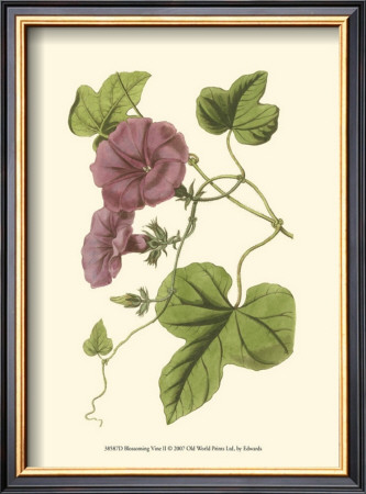 Blossoming Vine Ii by Sydenham Teast Edwards Pricing Limited Edition Print image