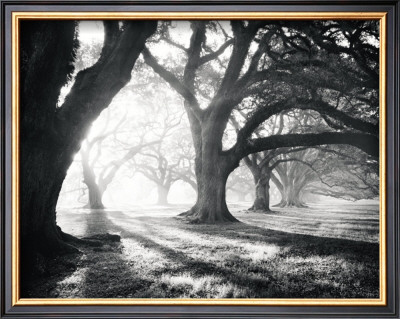 Oak Alley, Light And Shadows by William Guion Pricing Limited Edition Print image