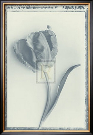 Tulip Impression Ii by Bill Philip Pricing Limited Edition Print image