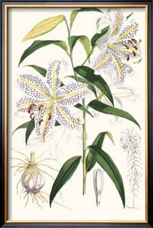 Lilium Auratum by Georg Dionysius Ehret Pricing Limited Edition Print image