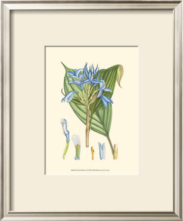 Periwinkle Blooms I by Samuel Curtis Pricing Limited Edition Print image