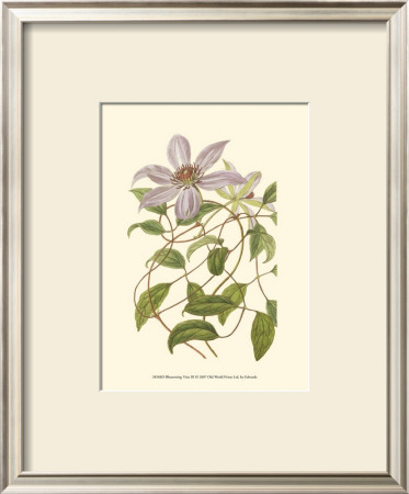Blossoming Vine Iii by Sydenham Teast Edwards Pricing Limited Edition Print image