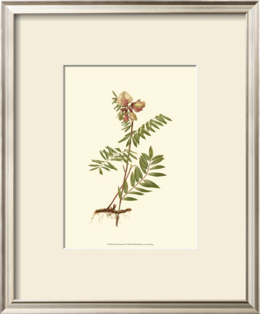 Native Beauty Iv by Louis Prang Pricing Limited Edition Print image