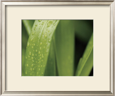 Springtime Ii by Cinzia Ryan Pricing Limited Edition Print image