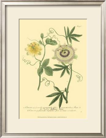 Passion Flower I by Johann Wilhelm Weinmann Pricing Limited Edition Print image