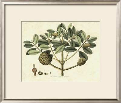 Delicate Botanical Iv by Samuel Curtis Pricing Limited Edition Print image