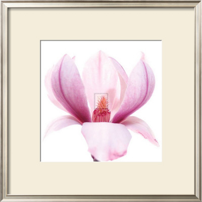 Magnolia Ii by Katja Marzahn Pricing Limited Edition Print image