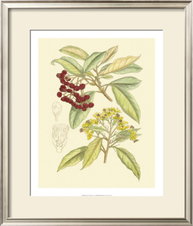 Berries And Blossoms I by Samuel Curtis Pricing Limited Edition Print image