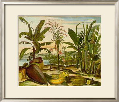 Tropical Fruits Ii by Barlow Pricing Limited Edition Print image