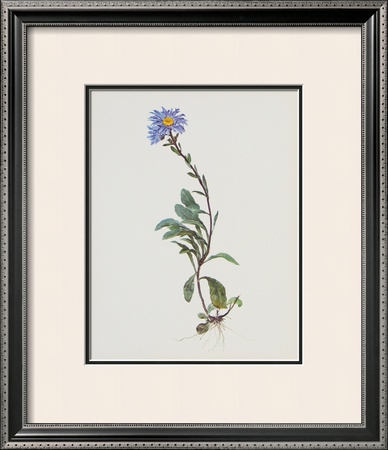 Berg-Sternblume by Moritz Michael Daffinger Pricing Limited Edition Print image