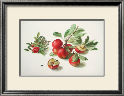 Apples And A Rose by Carlos Von Riefel Pricing Limited Edition Print image