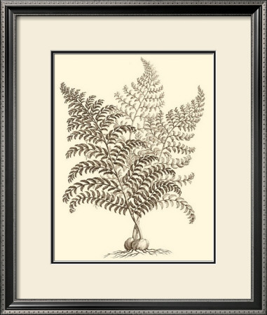 Sepia Munting Foliage Vi by Abraham Munting Pricing Limited Edition Print image