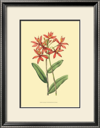 Le Fleur Rouge Iv by Sydenham Teast Edwards Pricing Limited Edition Print image