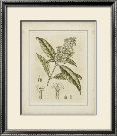 Tinted Botanical Ii by Samuel Curtis Pricing Limited Edition Print image