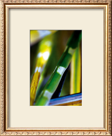 Bamboo by Marc Ayrault Pricing Limited Edition Print image