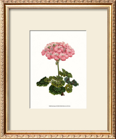 Pink Geranium Iii by Van Houtt Pricing Limited Edition Print image