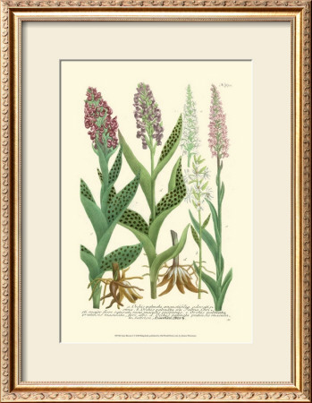 Lilac Blooms I by Johann Wilhelm Weinmann Pricing Limited Edition Print image