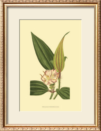 Tropical Ambrosia I by Sydenham Teast Edwards Pricing Limited Edition Print image