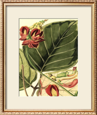Fantastical Botanical I by Samuel Curtis Pricing Limited Edition Print image
